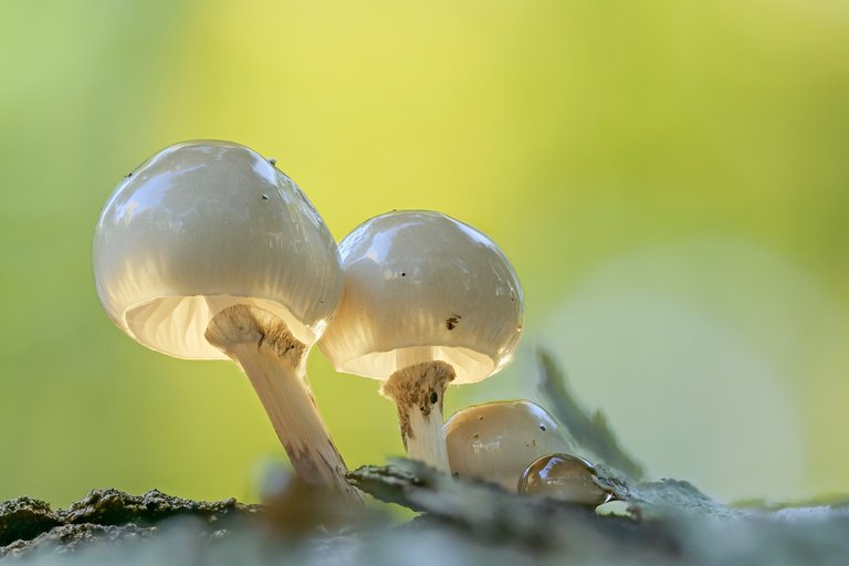 Buchenschleimrübling Oudemansiella mucida_P1351914_HF.jpg