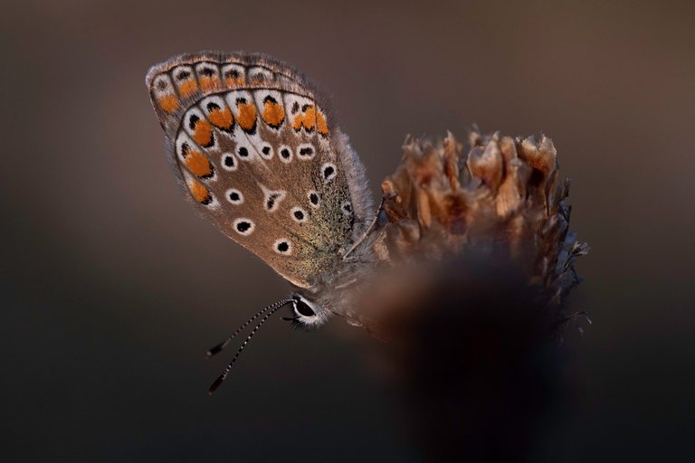 HauhechelBläuling Polyommatus icarus_P1337402.jpg