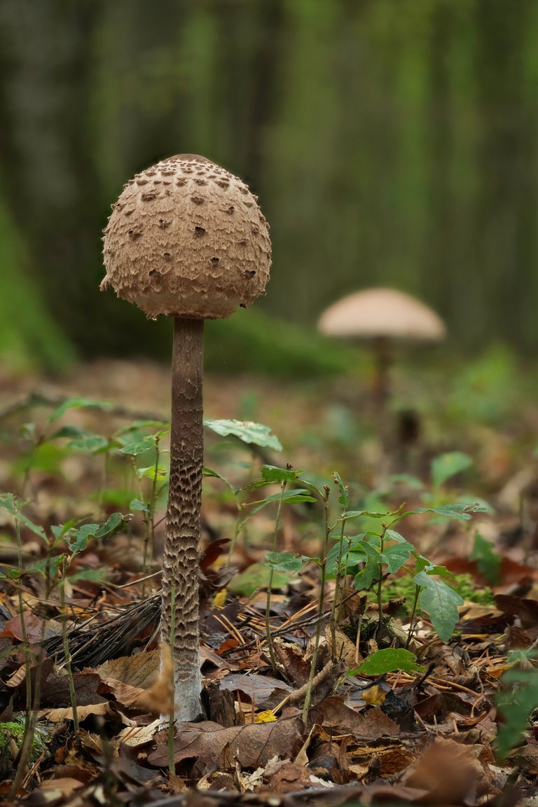 Parasol Macrolepiota procera_P1351290_HF.jpg