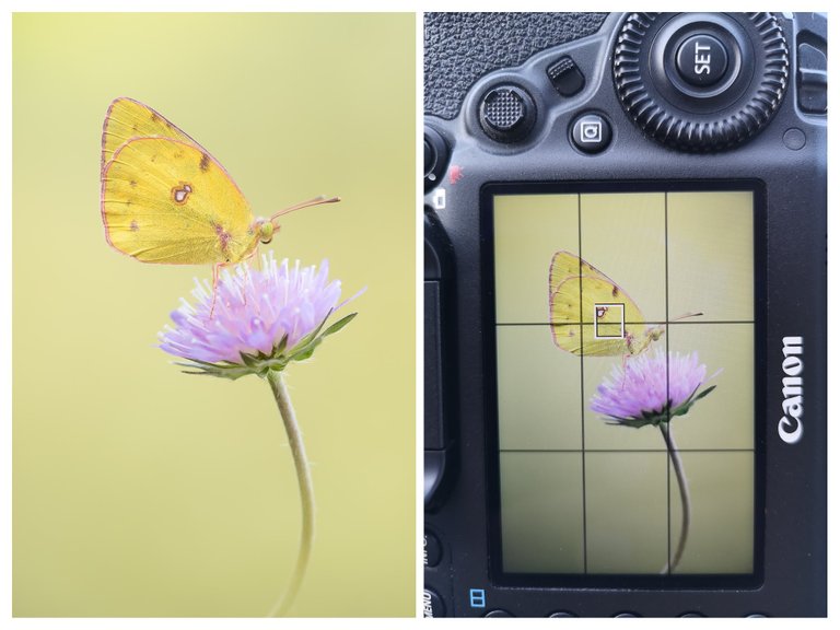 HufeisenkleeGelbling Colias alfacariensis_CI4A3979BFCOLLAGE.jpg