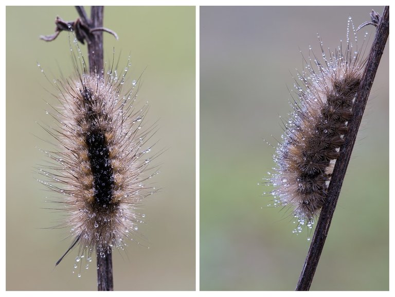 Zimtbären Phragmatobia fuliginosa_Q22A8844COLLAGE.jpg