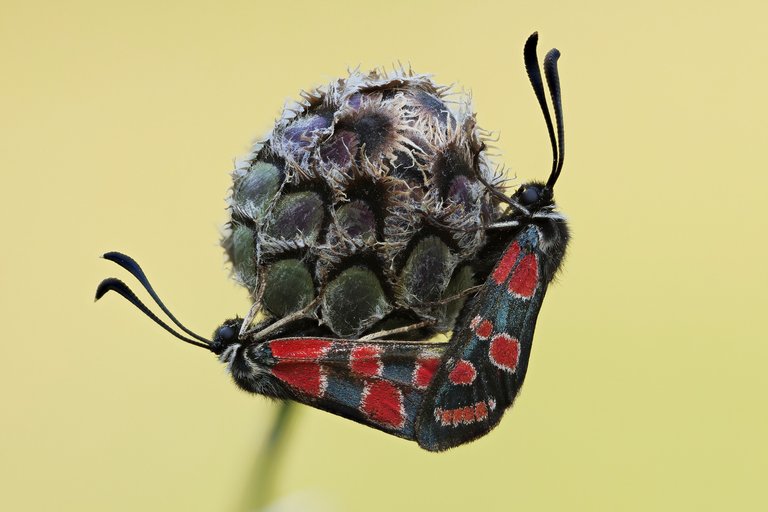 EsparsettenWidderchen oder Krainer Widderchen Zygaena carniolica_P1121653_HF.jpg