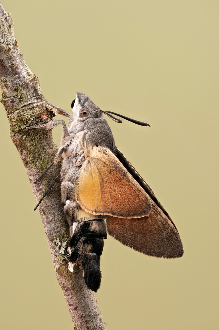 Taubenschwänzchen Macroglossum stellatarum_P1314502_HF.jpg