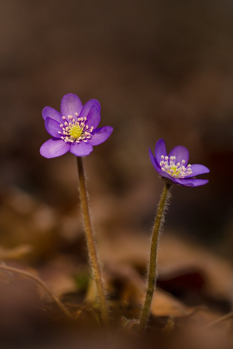 Leberblümchen Hepatica nobilis_9693BF.jpg