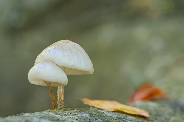 Buchenschleimrübling Oudemansiella mucida_P1363058_HF.jpg