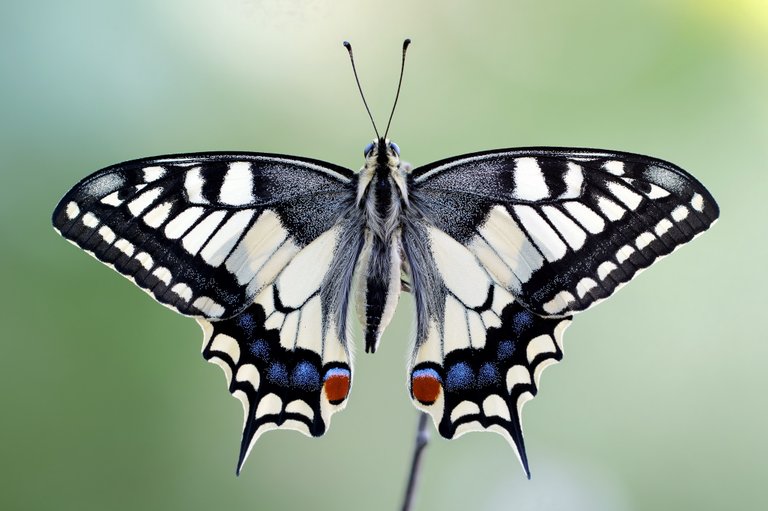 Schwalbenschwanz Papilio machaon_P1115541_HF.jpg