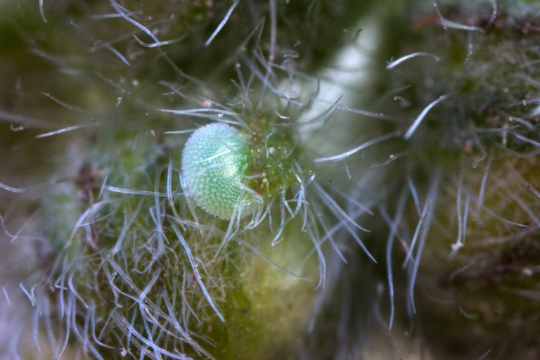 Grüne Zipfelfalter Callophrys rubi_2610BF.jpg