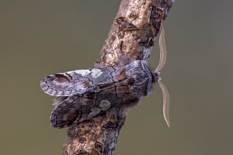 Blaukopf Diloba caeruleocephala_CI4A58667_HFBF.jpg