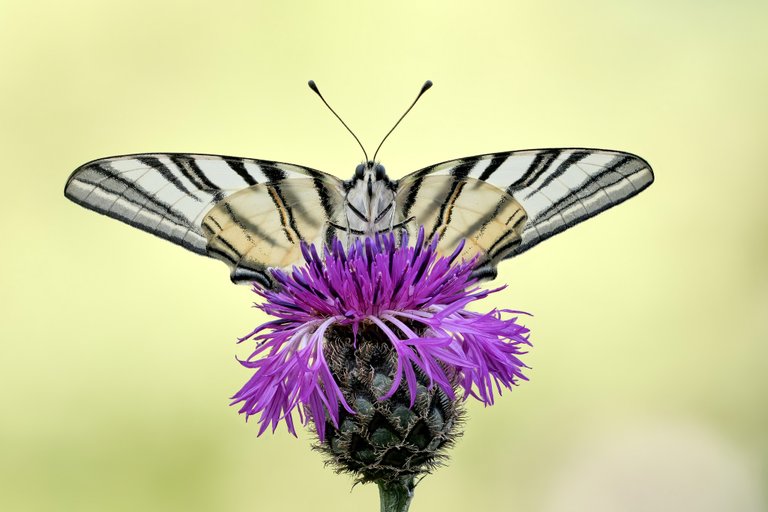 Segelfalter Iphiclides podalirius_P1118041_0044_HF.jpg