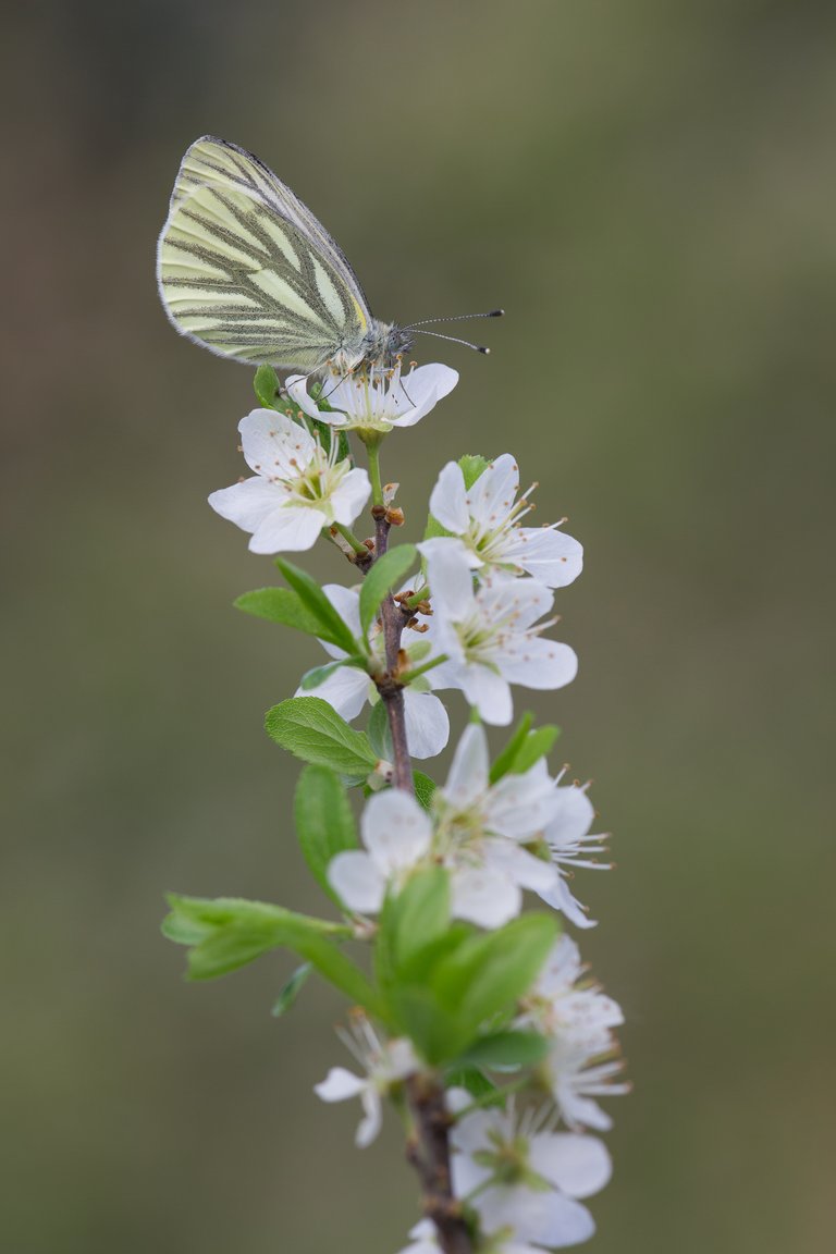 Pieris napi_Q22A1279.jpg