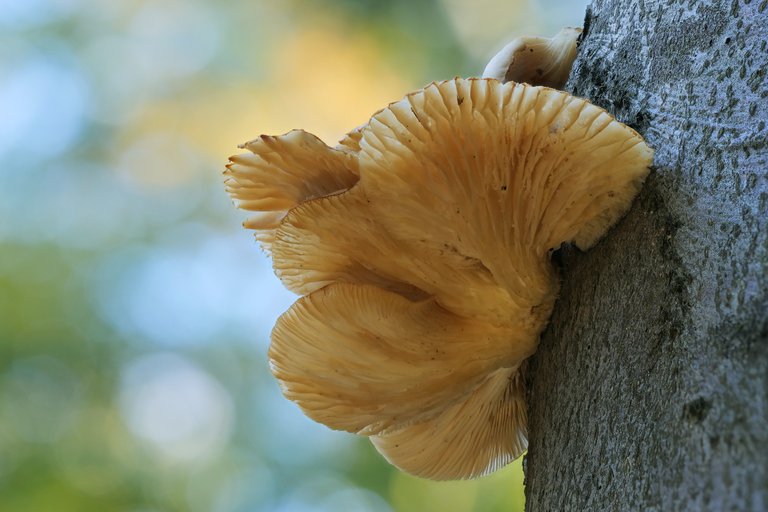 AusternSeitling  Pleurotus ostreatus_P1351746_HF.jpg