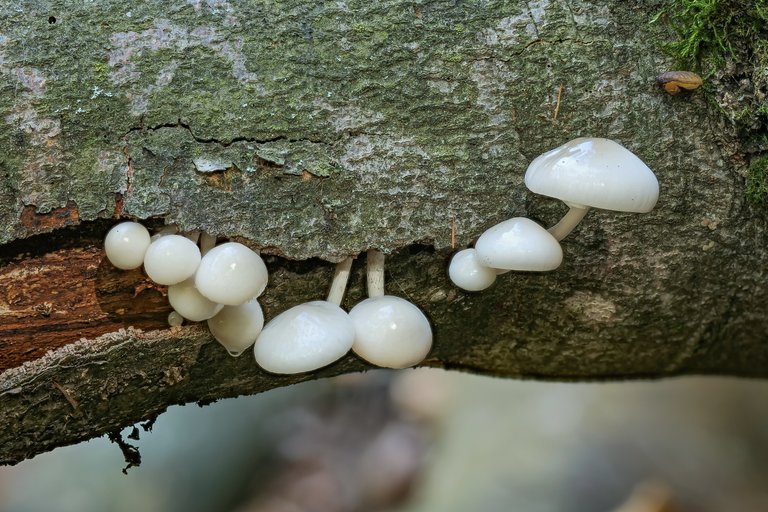 Buchenschleimrübling Oudemansiella mucida_P1363077_HF.jpg