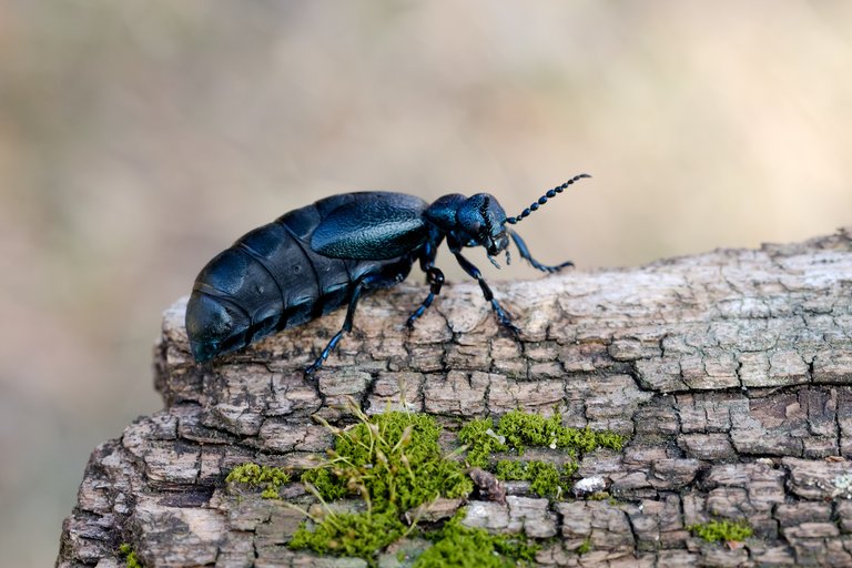 Violetter Ölkäfer Meloë violaceus_CI4A8556BF.jpg