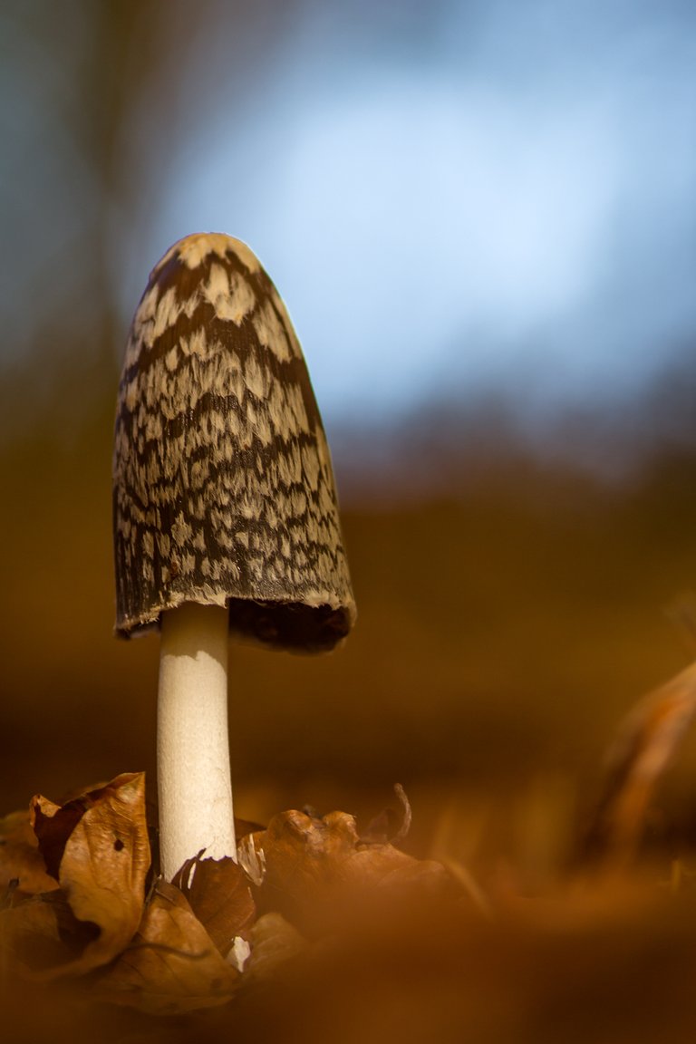 SpechtTintling Coprinopsis picacea_9279BFBF.jpg