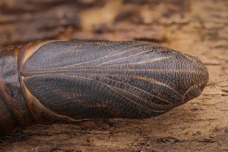 Labkrautschwärmer Hyles gallii_P1337748_HF.jpg