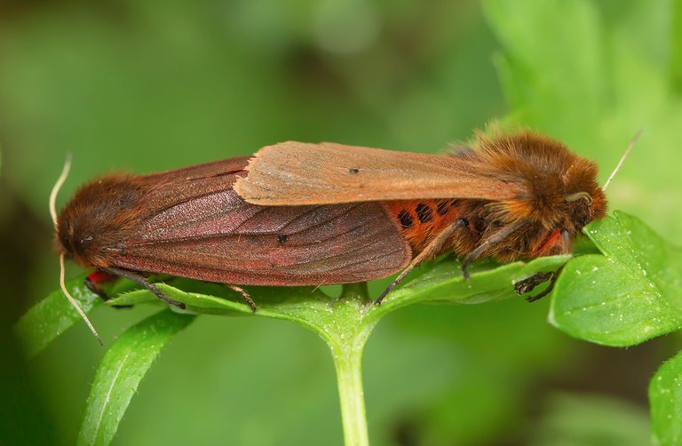 Zimtbär Phragmatobia fuliginosa_Q22A7759.jpg