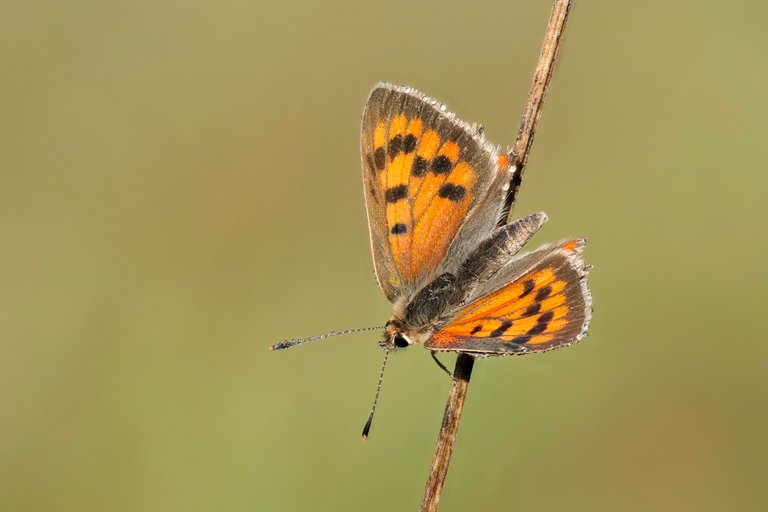 Feuerfalter Lycaena phlaeas_P1315868_HF.jpg