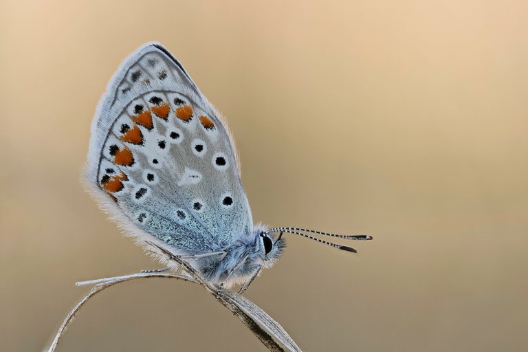 HauhechelBläuling Polyommatus icarus_P1337567_HF.jpg