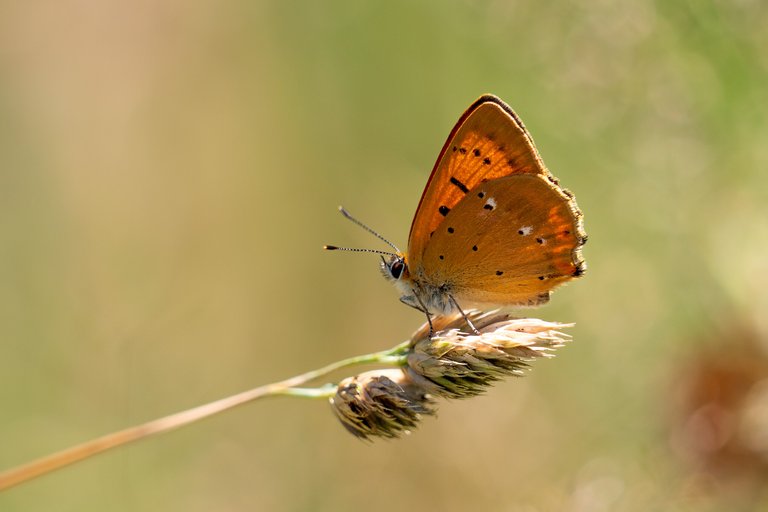 Dukatenfalter Lycaena virgaureae_P1120171.jpg