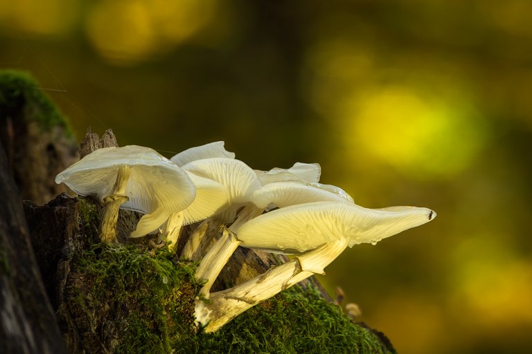 BuchenSchleimrübling Oudemansiella mucida_08942_HFBF.jpg