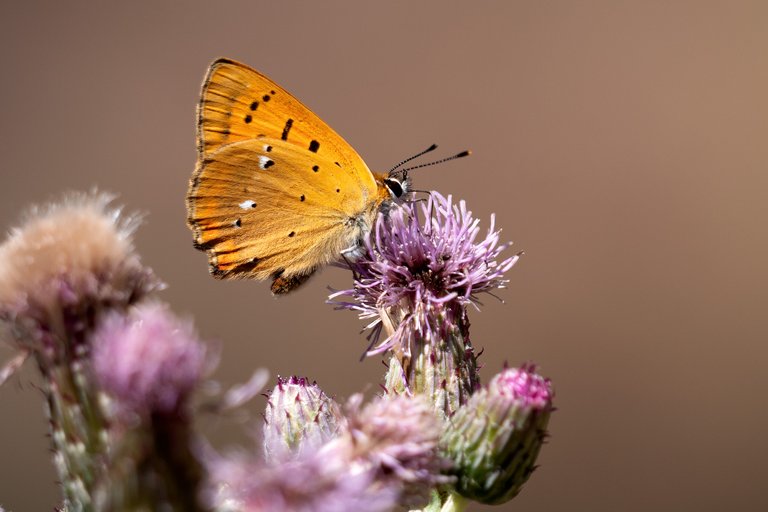 Dukatenfalter Lycaena virgaureae_P1120110.jpg