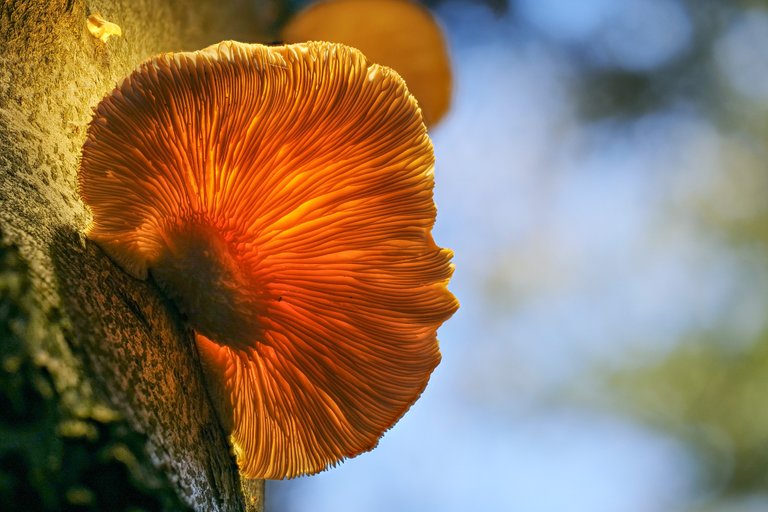 AusternSeitling  Pleurotus ostreatus_P1351828_HF.jpg