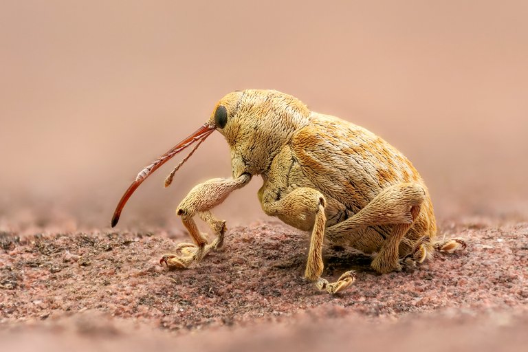 VHaselnussbohrer Curculio nucum_P1267202_HF.jpg