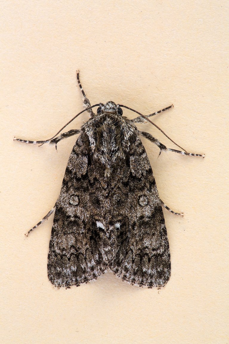 AmpferRindeneule Acronicta rumicis_Q22A392310_HFBF.jpg