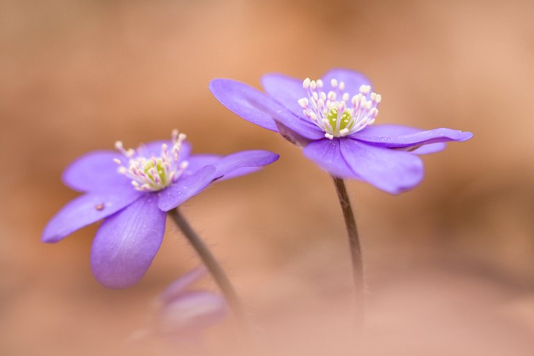 Leberblümchen Hepatica nobilis_9733BF.jpg