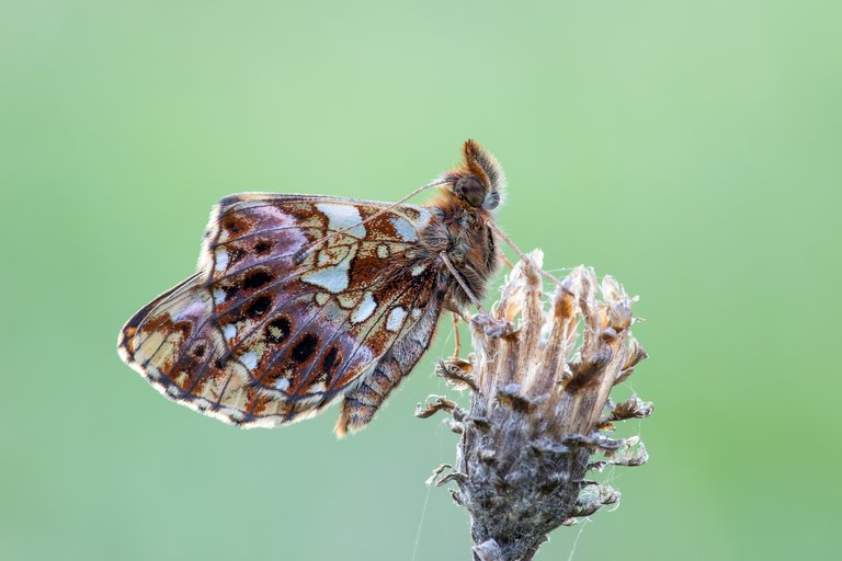 MagerrasenPerlmuttfalter Boloria dia_CI4A0344BF.jpg