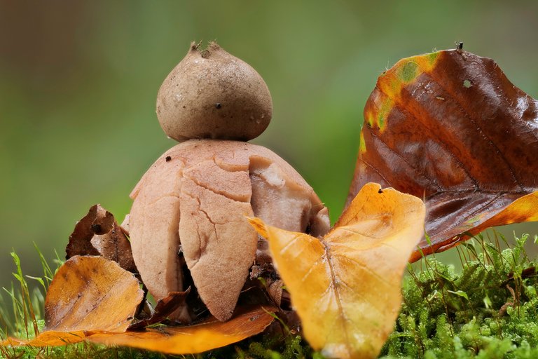 Gewimperte Erdstern Geastrum fimbriatum_P1349639_HF.jpg