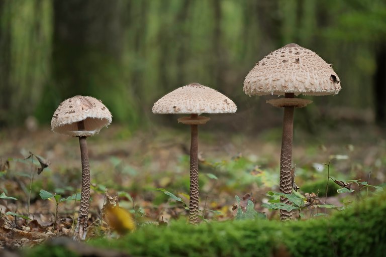 Parasol Macrolepiota procera_P1351227_HF.jpg