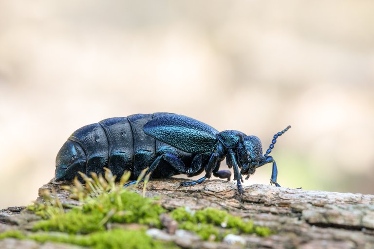 Violetter Ölkäfer Meloë violaceus_CI4A8569BF.jpg