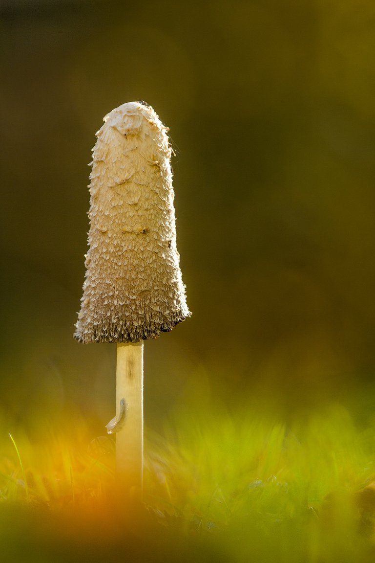 SchopfTintling Coprinus comatus_0908BF.jpg