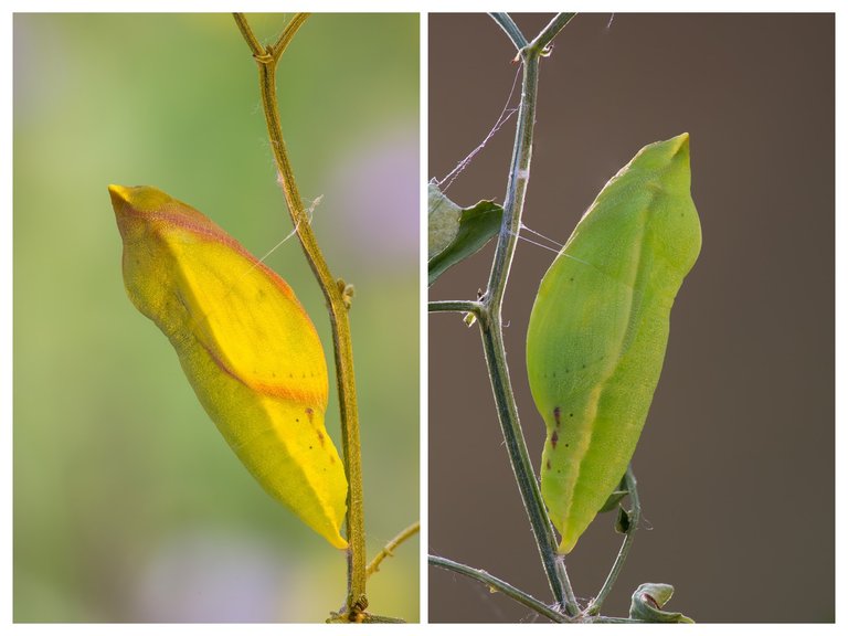 HufeisenkleeGelbling Colias alfacariensis_Q22A23736_HFBF2COLLAGE.jpg