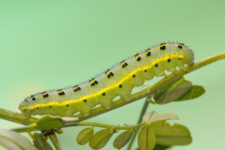 HufeisenkleeGelbling Colias alfacariensis_0635BF.jpg