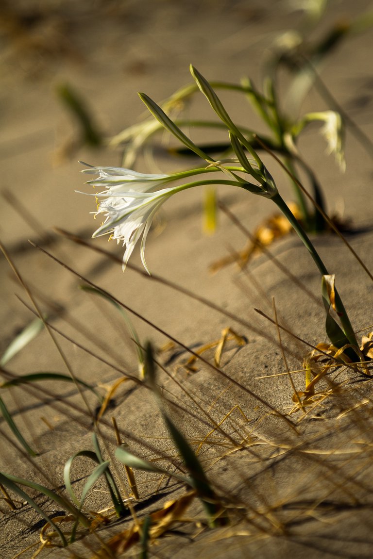 _MG_8771.jpg
