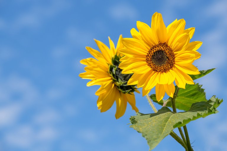 sunflower4298808_1920.jpg