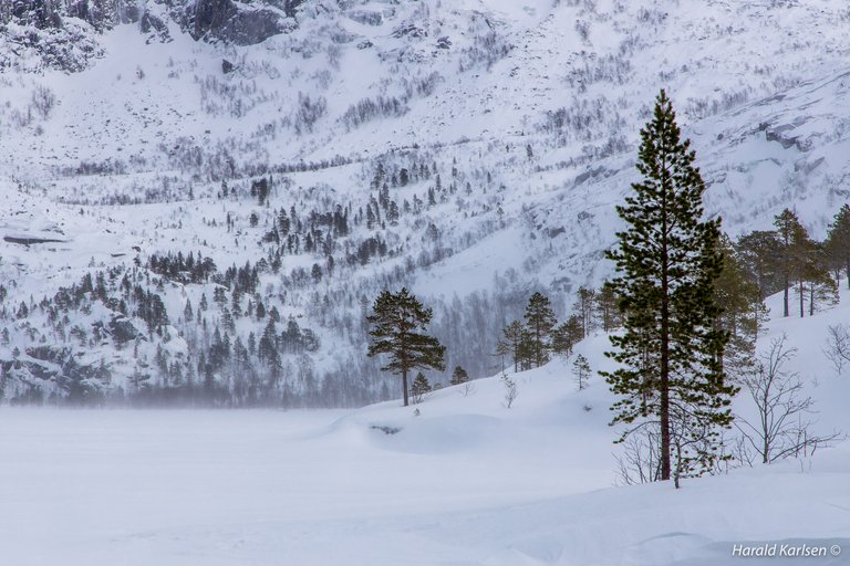 Lakselvannet.jpg