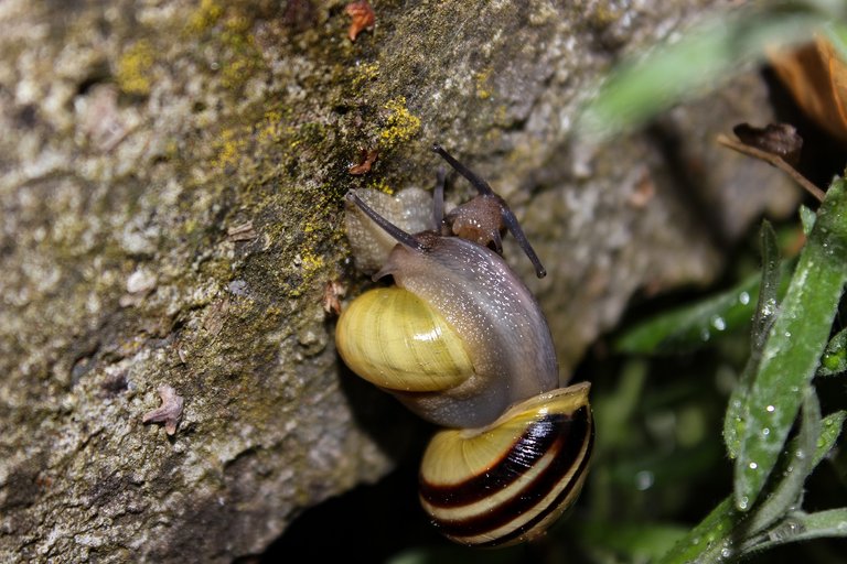 snail3346187_1920.jpg