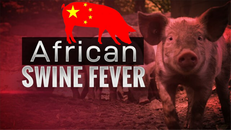 Virus africano afecta cerdos en china