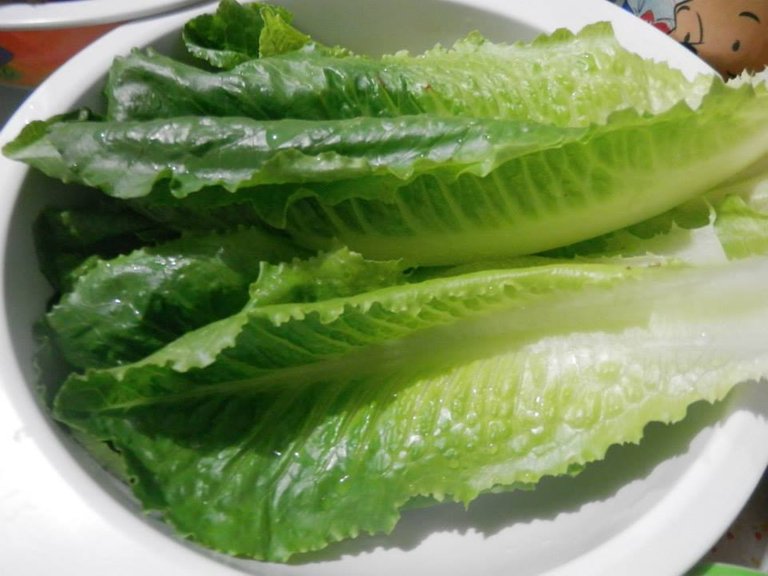 romaine lettuce.jpg