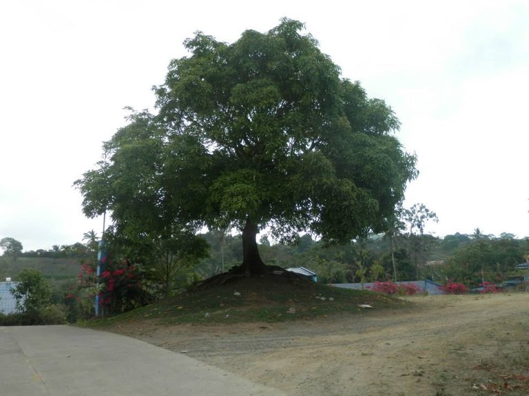 huge tree.jpg