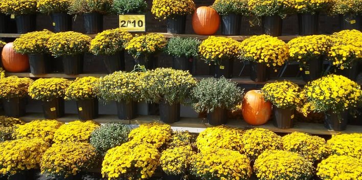 7 rows of mums.jpg