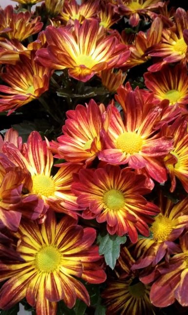 8 mums close up.jpg