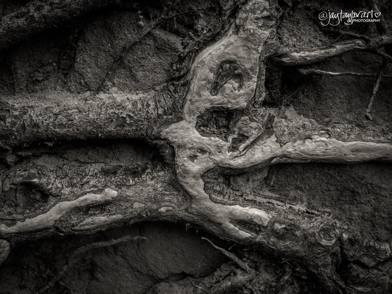 rootschatsworth6.jpg