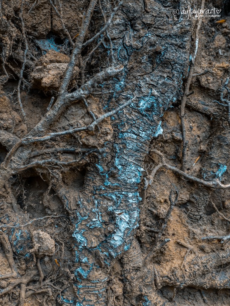 rootschatsworth5.jpg
