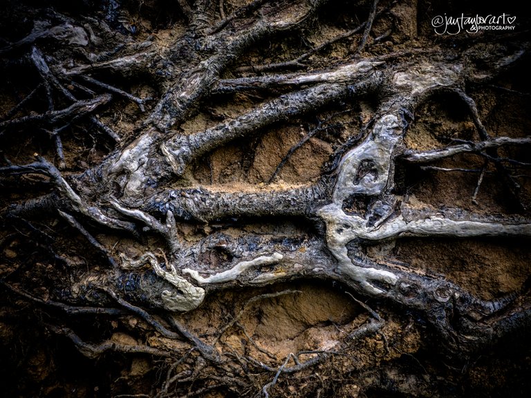 rootschatsworth7.jpg