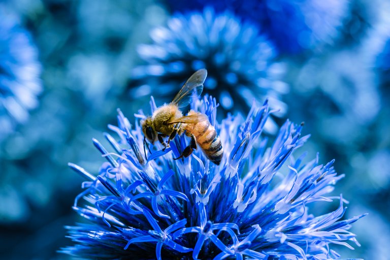 190908_Honeybee 2 Altered States_Lightroom.jpg