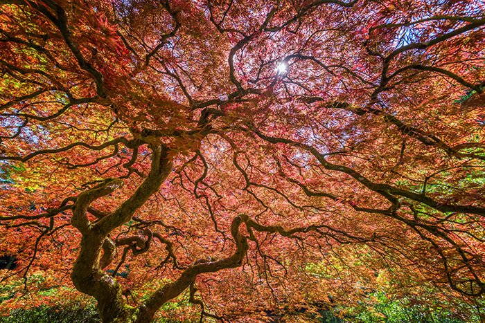 portland_japanese_maple_wide_angle_reduced1.jpg